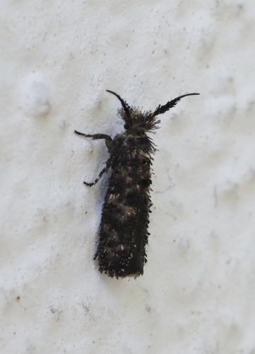 Ochsenheimeria taurella